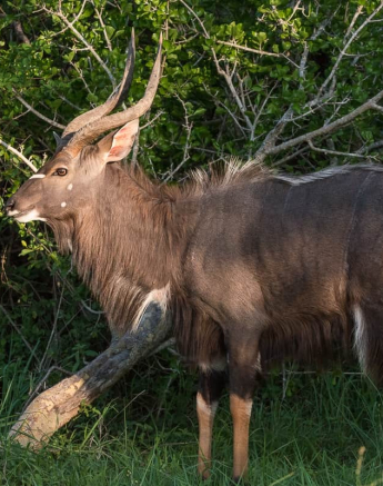 03General Game Insects 145 Final