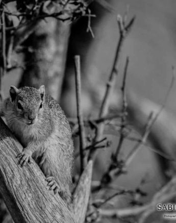 07Kevan Dobbie Tree Squirrel 2109 Final 07Kevan Dobbie Tree Squirrel 2109 Final