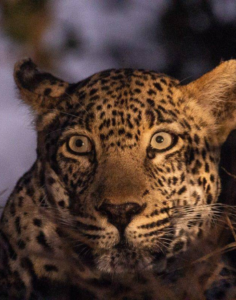24Frederik Aucamp Scotia Female Leopard 11 07 2019 Final 24Frederik Aucamp Scotia Female Leopard 11 07 2019 Final