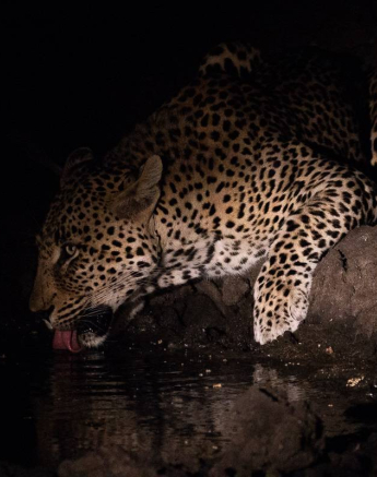 20 Frederik Aucamp Nweti Male Leopard 19 08 2019 FINAL 20 Frederik Aucamp Nweti Male Leopard 19 08 2019 FINAL