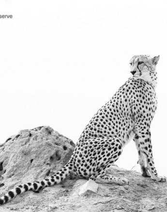12Kevin Van Der Linde Cheetah 26092019 Final 12Kevin Van Der Linde Cheetah 26092019 Final
