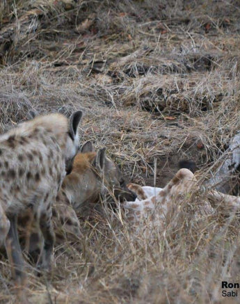 50Ronald Mutero Hyeana 31102019 10 Final 50Ronald Mutero Hyeana 31102019 10 Final