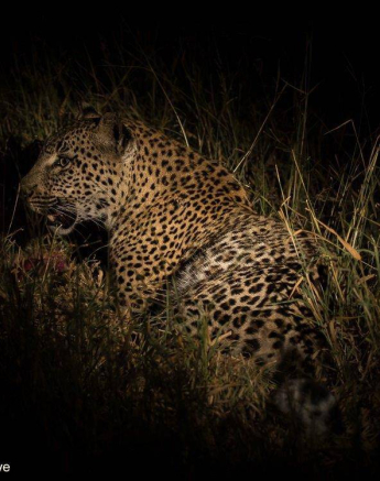 29Amy Roberts Leopard 2 Kigelia 200320 Final