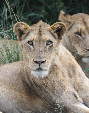 45Louise Murray Sp And New Male 28032020 2 Final 45Louise Murray Sp And New Male 28032020 2 Final