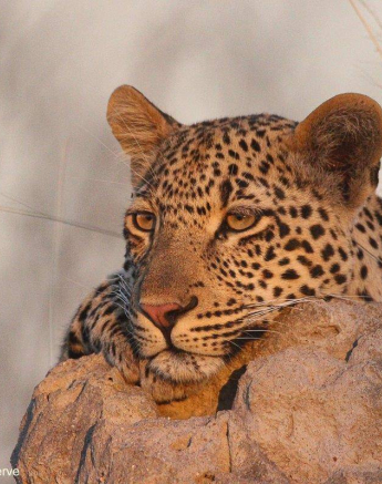 02Louise Murray Soctia Cub 07072020 4 Final