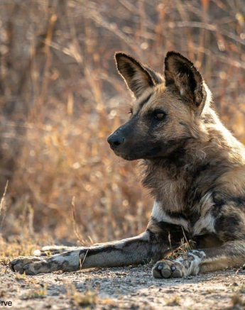 01Richard De Gouveia Wild Dog 25082020 Final