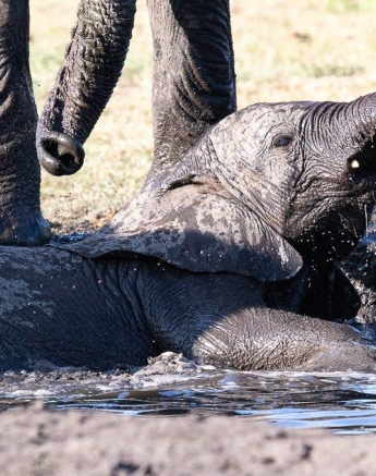 35ronald Mutero Elephant 13112020 3 Final