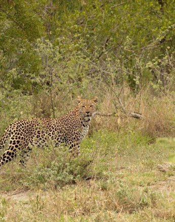 A11andries Leopard.ntsumi.261122 1 Final A11andries Leopard.ntsumi.261122 1 Final