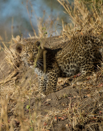 Nottins Leopard Cub Rich