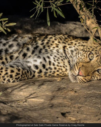 1489620 740004492713871 7251475981370175605 O