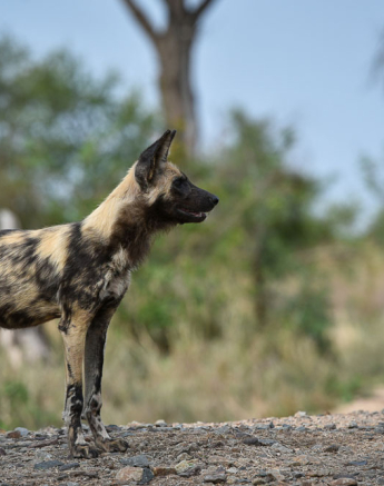 Mike Palmer Dogs 1 Mike Palmer Dogs 1