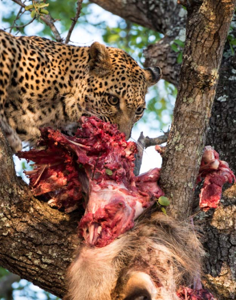 09little Bush Female 18 11 15 1 09little Bush Female 18 11 15 1