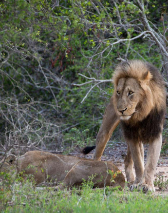 07Grant Rodewijk Mating Lion 290116 1 07Grant Rodewijk Mating Lion 290116 1