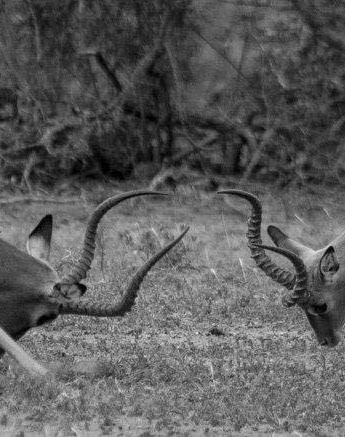 22Tayla McCurdy Impala 8 May 16 2 Of 4 22Tayla McCurdy Impala 8 May 16 2 Of 4