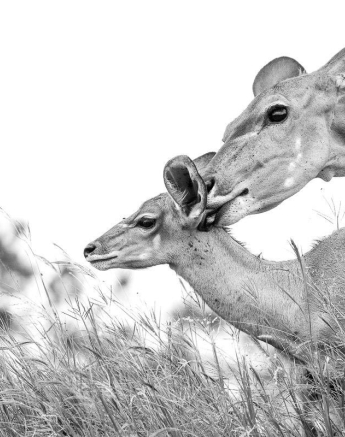 21Kyle 17 March Kudu Love 6 Final 21Kyle 17 March Kudu Love 6 Final