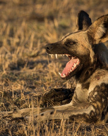 21Franscosi Rosslee Wilddog 1 Of 1 Final