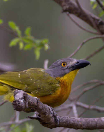 18Frederik Aucamp Grey Headed Bush Shrike 1 Final 18Frederik Aucamp Grey Headed Bush Shrike 1 Final