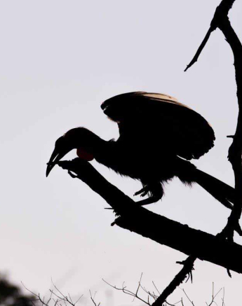 54Frederik Aucamp Southern Ground Hornbill 01 Final 54Frederik Aucamp Southern Ground Hornbill 01 Final