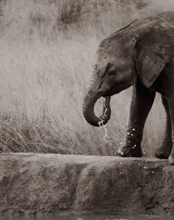 24Kevan Dobbie Elephant 240319 Final