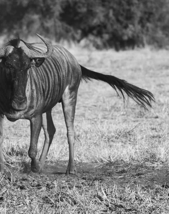 21Louise Murray Wildebeest 08062019 Final 21Louise Murray Wildebeest 08062019 Final