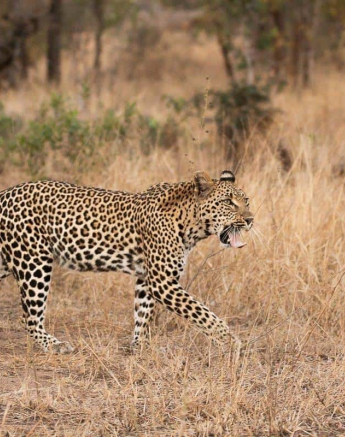 10Frederik Aucamp Ntsumi Female Leopard 05 07 2019 1 Final 10Frederik Aucamp Ntsumi Female Leopard 05 07 2019 1 Final