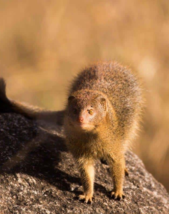 03Frederik Aucamp Slender Mongoose Final 03Frederik Aucamp Slender Mongoose Final