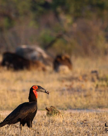 02Louise Murray Southern Ground Hornbill 09112018 Final 02Louise Murray Southern Ground Hornbill 09112018 Final