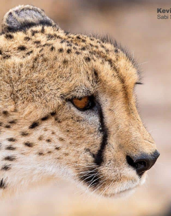 16Kevin Van Der Linde Cheetah 26092019 4 Final 16Kevin Van Der Linde Cheetah 26092019 4 Final