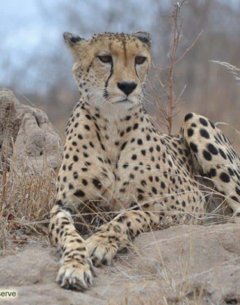 22Ronald Mutero Cheetah 11102019 Final