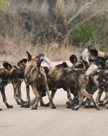 45Ronald Mutero Wild Dogs 02102019 3 Final 45Ronald Mutero Wild Dogs 02102019 3 Final