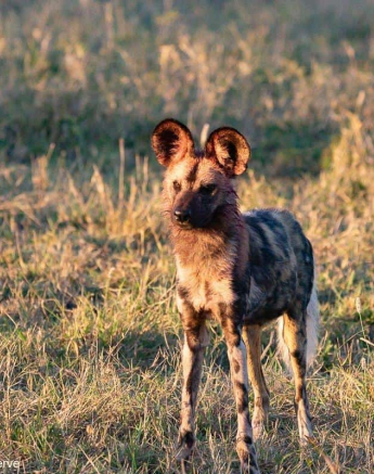 28Greg Heasman Wilddogs 29052020 3 Final