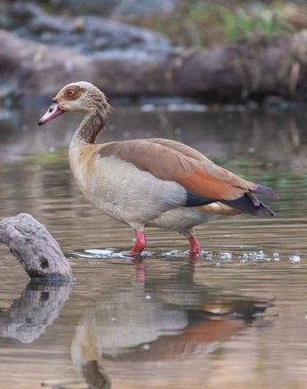 10Frederik Aucamp Egyptian Goose 11 08 2019 Final