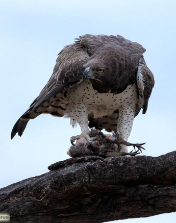 10Tyron Van Der Walt Martial Eagle 160720 1 Edit Final