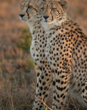 23Tyron Van Der Walt Cheetah 150521 Portrait 2 Final