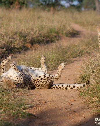 A03Daniel Greyvenstein Cheetah And Cub 150622 5 Final A03Daniel Greyvenstein Cheetah And Cub 150622 5 Final