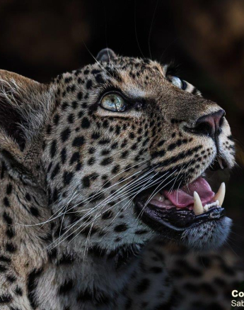 B11Coenraad Stapelberg Golonyi 031122 1 Final