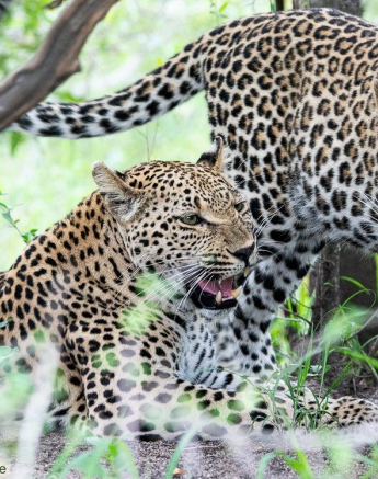 A24ronald Mutero Ntsumi And Cub 09012023  Final