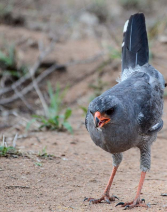 02Mike L Goshawk Alates 2 02Mike L Goshawk Alates 2