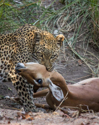 08Franscois Rosslee Lbckill1