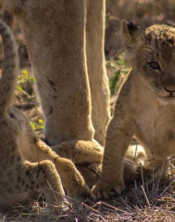 25Tayla McCurdy Lion Cubs 08 Feb 16 6 25Tayla McCurdy Lion Cubs 08 Feb 16 6
