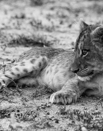 09Franscois Rosslee Lioncub M 1 09Franscois Rosslee Lioncub M 1