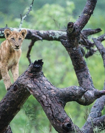 07Terry Ennever Lion Cubs 8117 2 Final 07Terry Ennever Lion Cubs 8117 2 Final