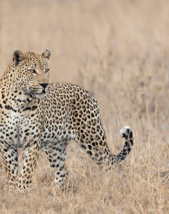 11Francois Malan Maxabeni Winter Leopard 1 Of 1 Final