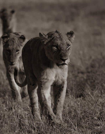 2 Kevan Dobbie Mhangeni 160818 4 Final