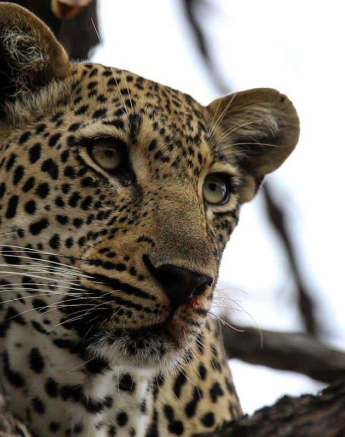 17Louise Murray Msuthlu 06112018 Final 17Louise Murray Msuthlu 06112018 Final