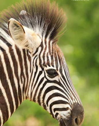 07Ally Ross Zebra Blog 03 Final