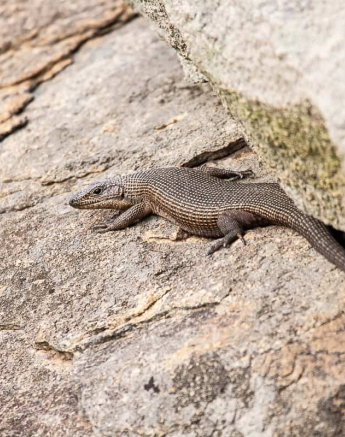 38Frederik Aucamp Giant Plated Lizard 27 02 2019 Final 38Frederik Aucamp Giant Plated Lizard 27 02 2019 Final