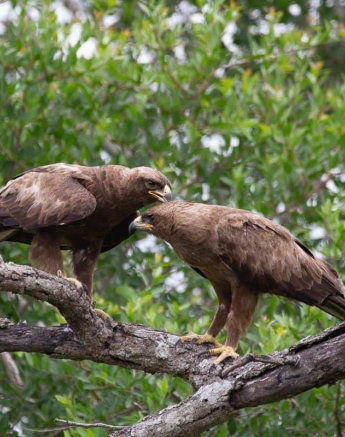 02Louise Murray Eagles 10032019 Final