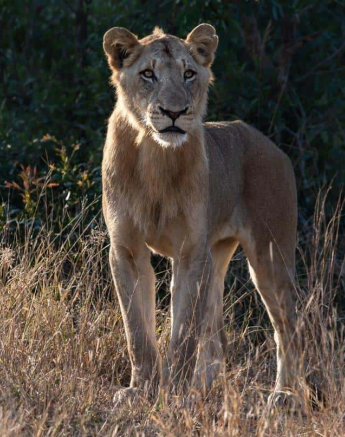 09Kerry Lee Roberg SP Mandleves Cub Final 09Kerry Lee Roberg SP Mandleves Cub Final