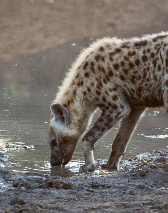 07Kevin Van Der Linde Hyena 09052019 Final